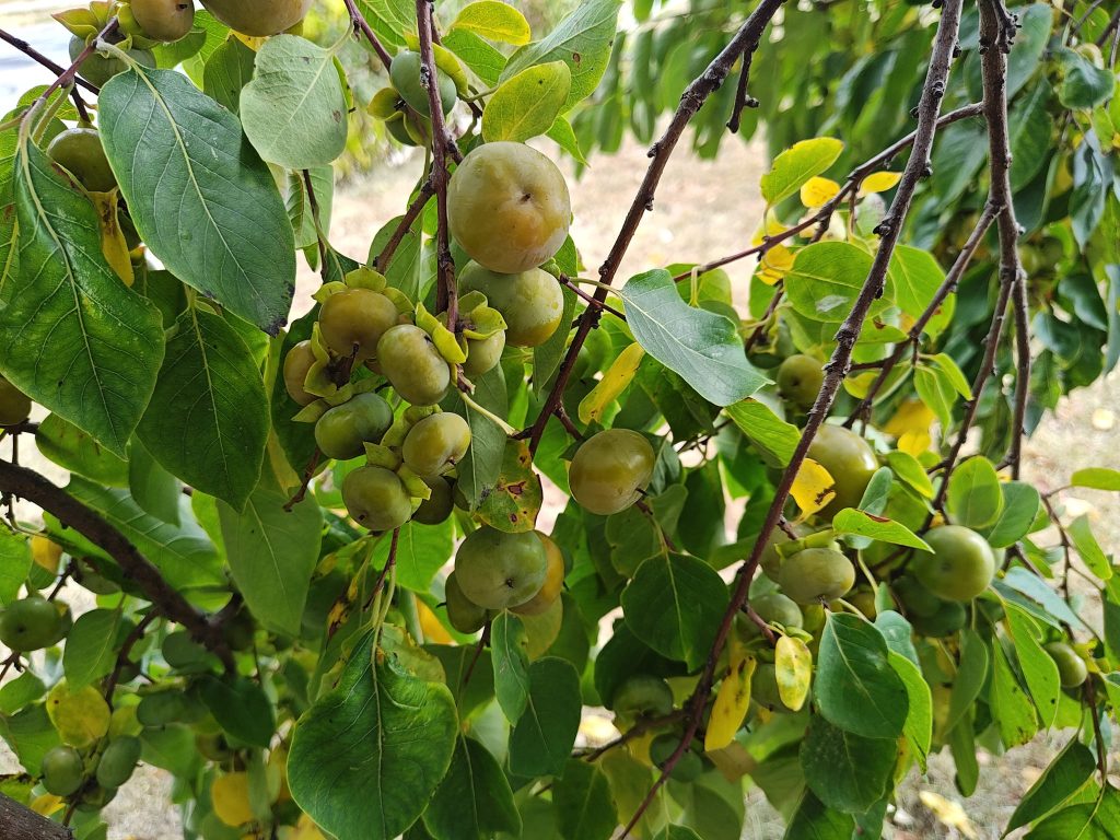 384785702_10232186201744893_6809792165494489696_n