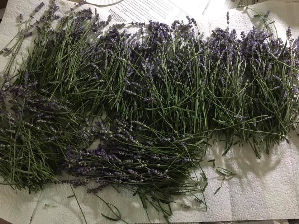 193220403_4312071958844258_7963693781225468987_n