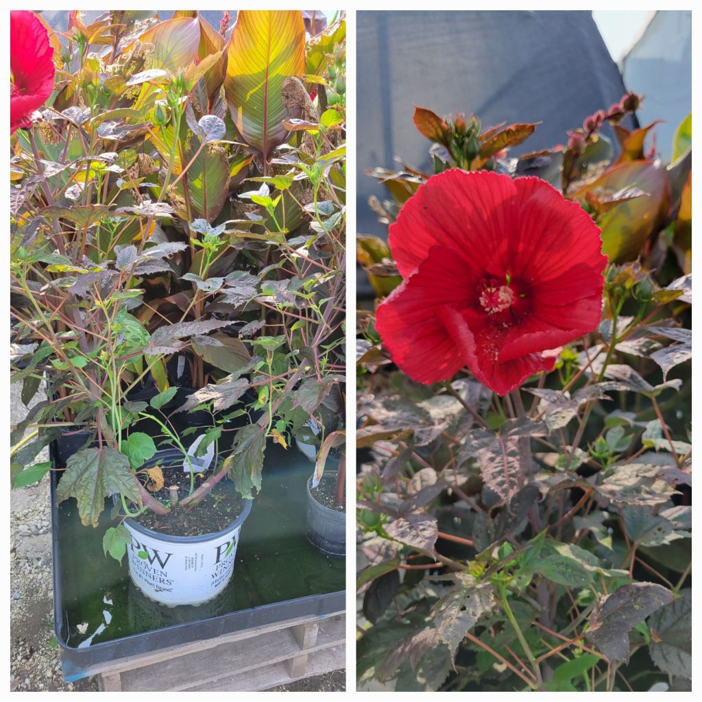 361098211_768258455092771_7449850869582032799_n