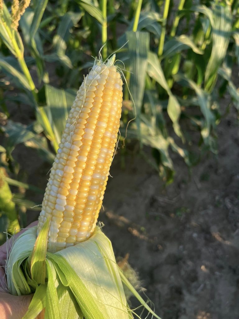 386242498_728855299269044_1301288702040709919_n