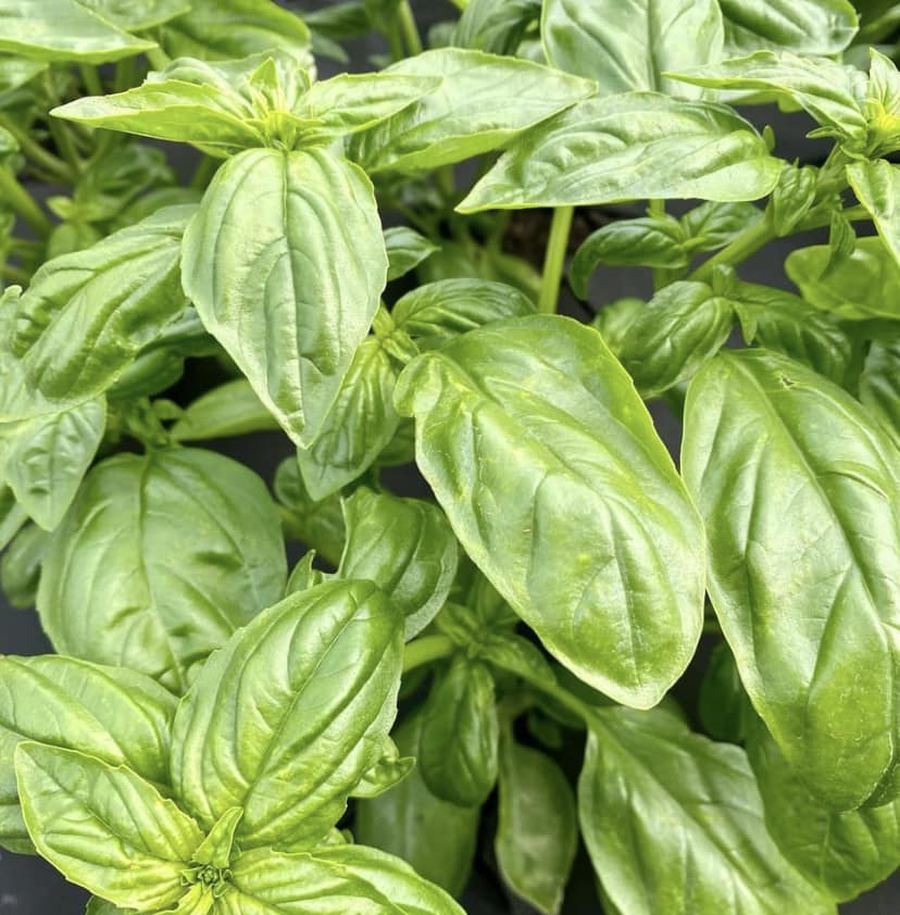 354040374_242369351871865_4938935361574000226_n