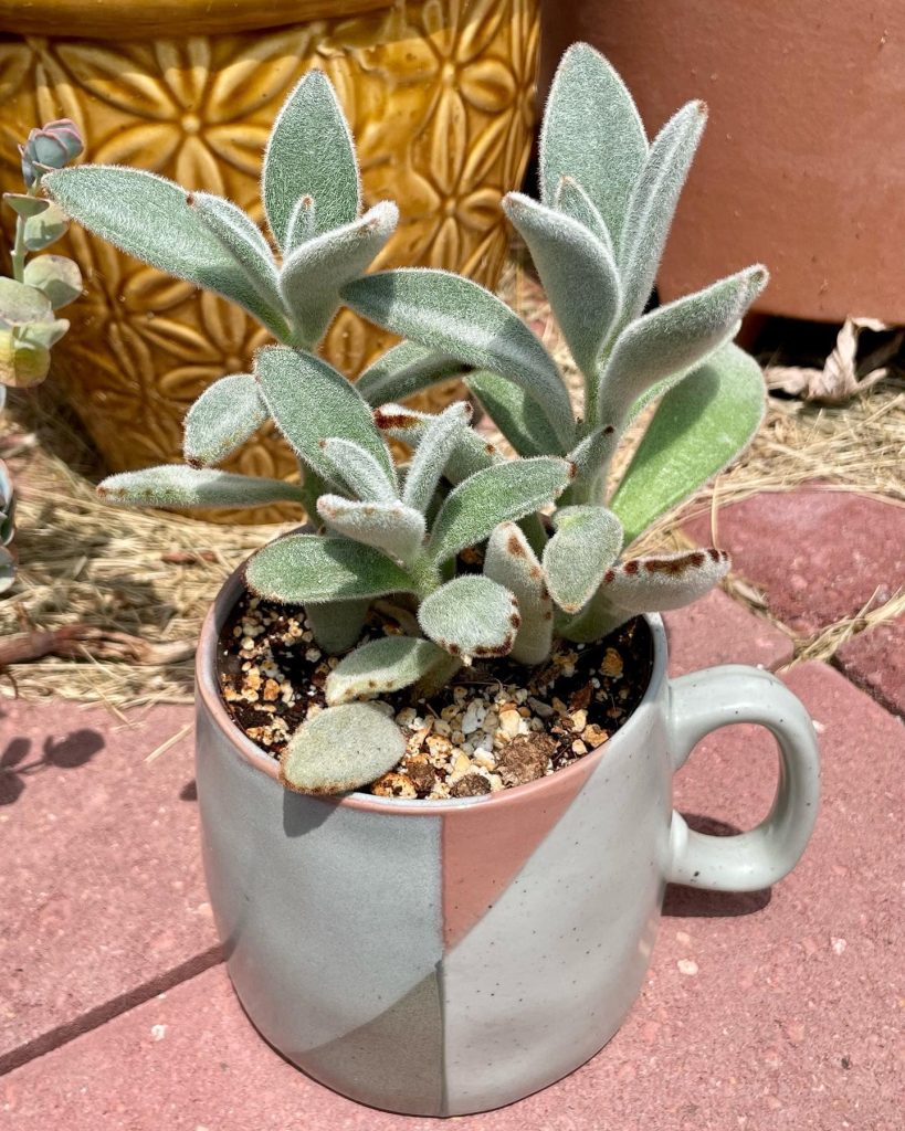 356200228_837146931441052_9177732560772095562_n